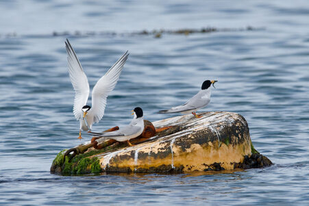 Thumbnail of Little Tern